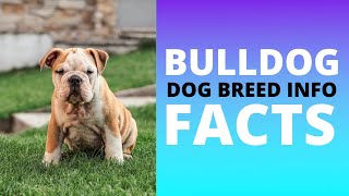 Bulldog DOG breed. All BREED characteristics and facts about bulldogs dogs
