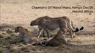 Close Up: Cheetah&#39;s Of Masai Mara, Kenya, Dec&#39;21 #Cheetah #MasaiMara #Kenya #Africa #BigCat #Cat