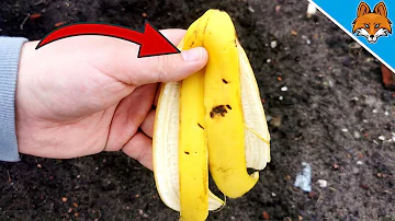 ¿Puedo tirar cáscaras de plátano en mi jardín?