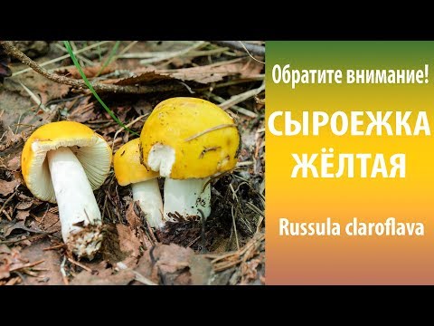 Обратите внимание! Сыроежка жёлтая.