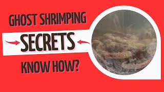 Fishing Hack that will Forever Change your fishing outcomes. How to Catch Ghost Shrimp.