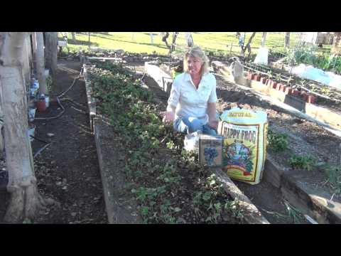 How to Rejuvenate a Strawberry Bed