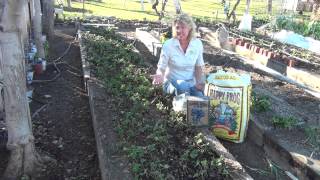 How to Rejuvenate a Strawberry Bed