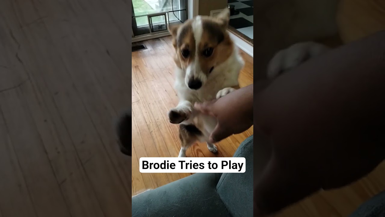 Brodie Tries to Play