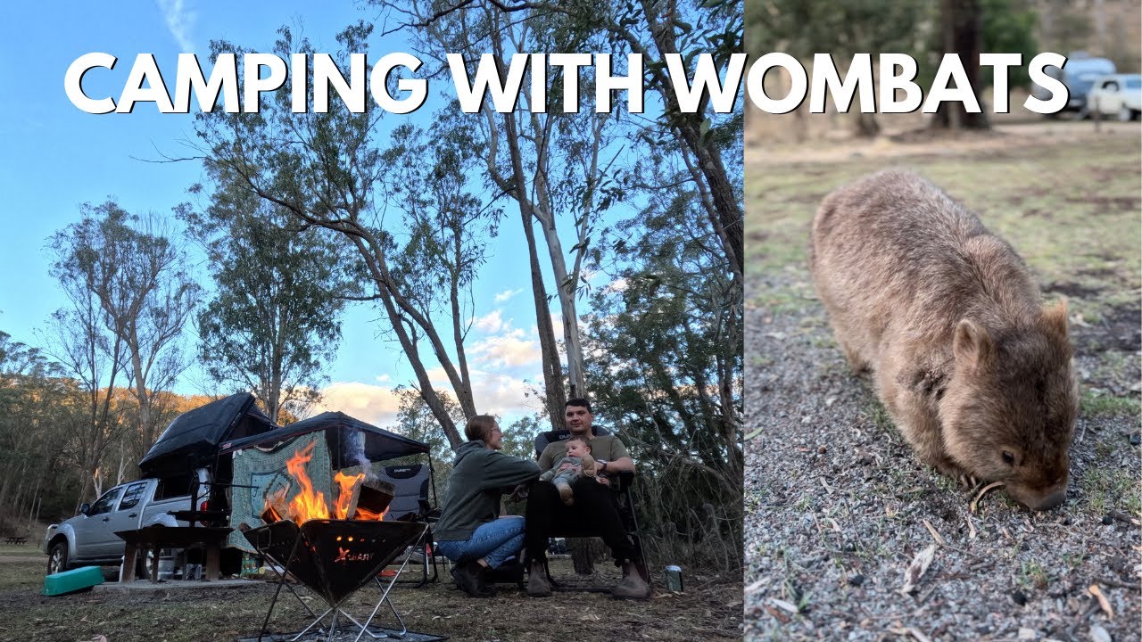 Wild Wombat Camping Experience! Unforgettable Encounter in the Australian Bush 🏕️🐾