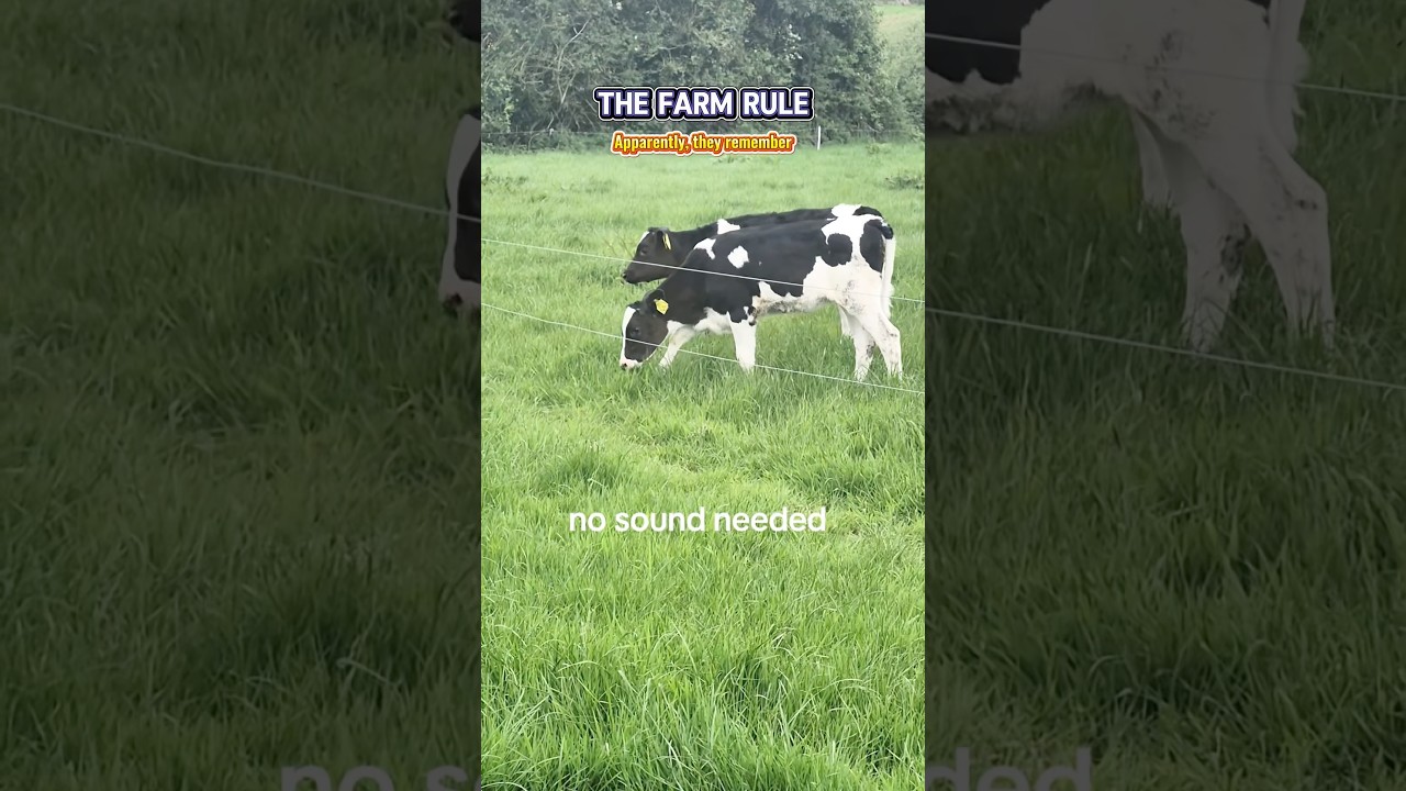 Every Farm Animal Learns This Rule 😂#FarmLife #FunnyAnimals #FarmAnimals#electricfence #fyp