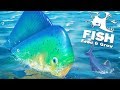 НОВАЯ ОБНОВЛЕННАЯ МАХИ-МАХИ, ОБНОВЛЕНИЕ! | Feed and Grow Fish