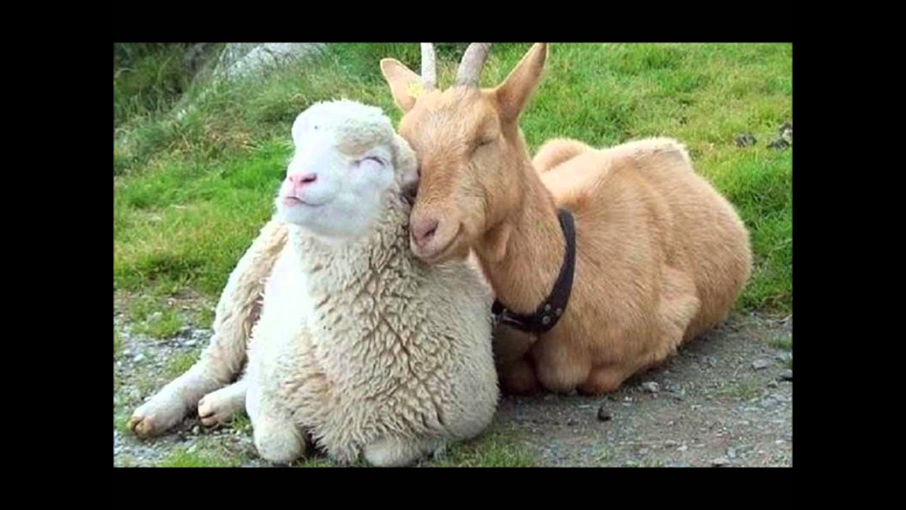 The Sheep and the Goats - Keith Green - YouTube