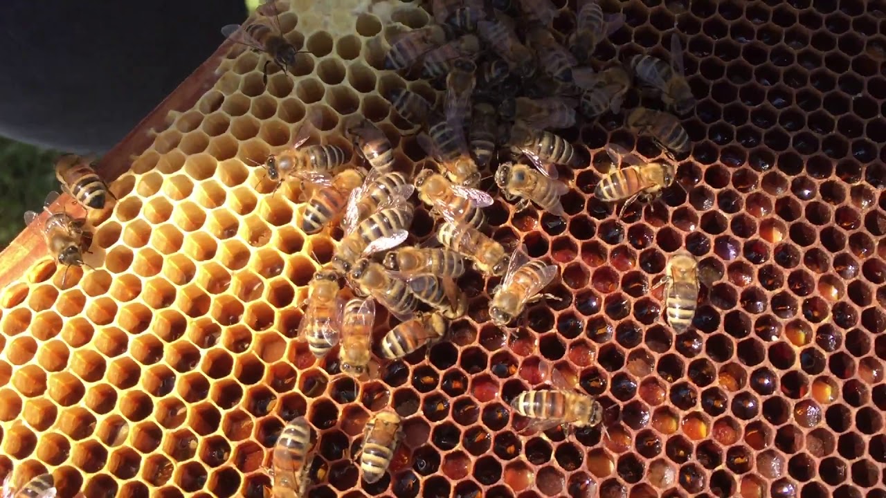 Bienenmann Bienenmann