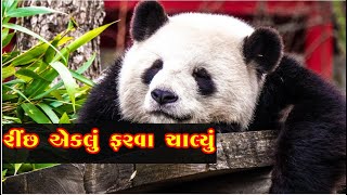 Rinchh Eklu Farva chalyu | રીંછ એકલૂ ફરવા ચાલ્યૂ ગુજરાતી કવિતા Popular Gujarati Nursery Rhymes song