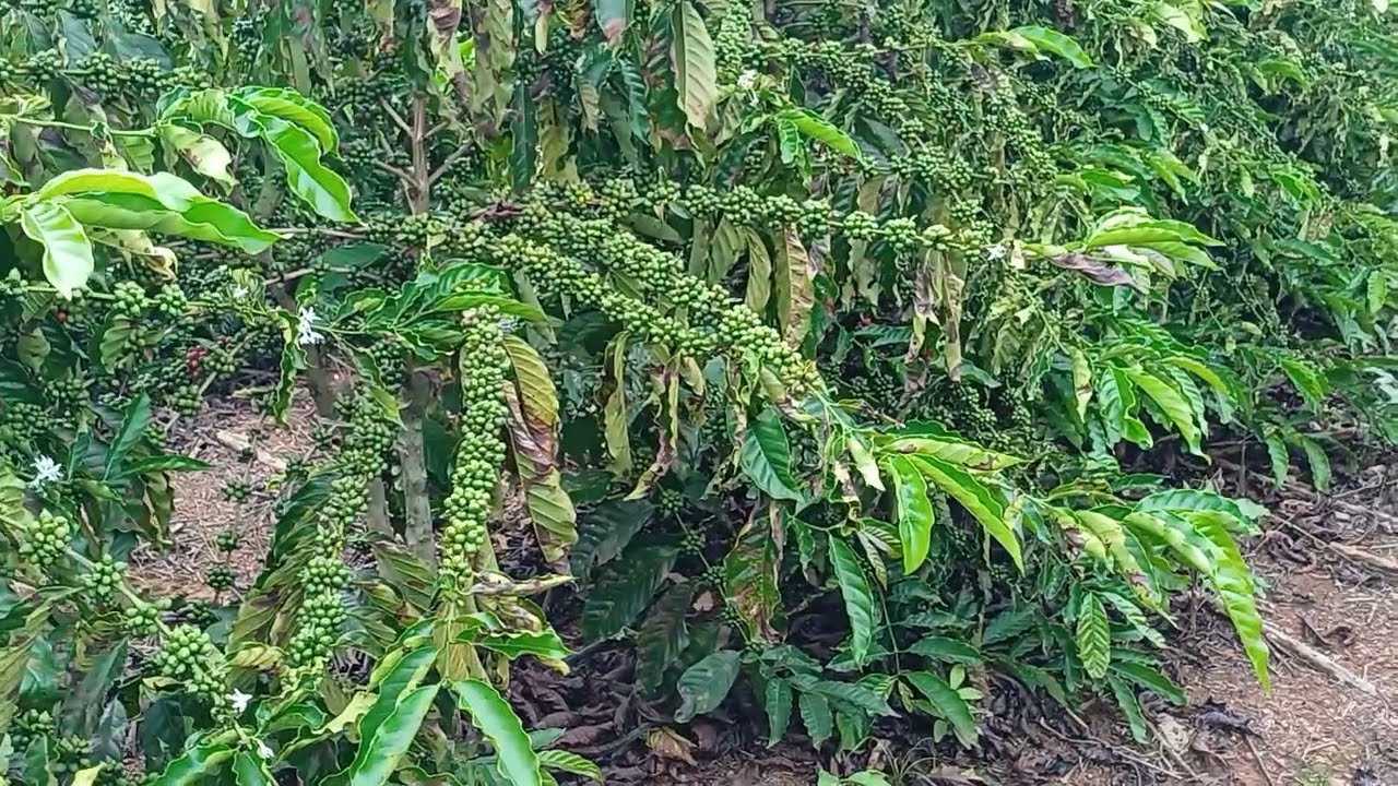 Café clonal robusta amazônico de Rondônia, brota, manejo do  café, cepa ou poda
