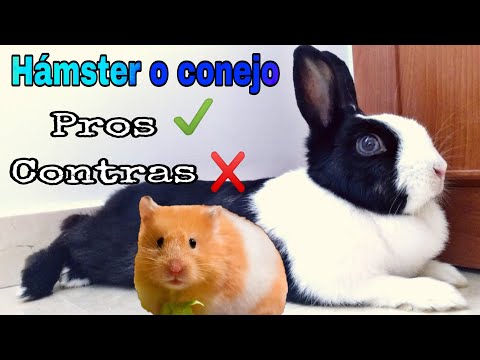 Hámster vs conejo. ¿Cuál es mejor?