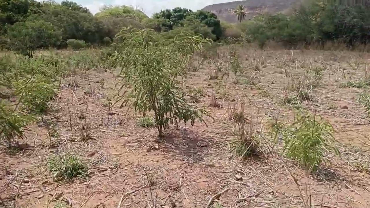 Disponivel 18 hectareas no brejo santo antonio bodoco PE rico em frutas e agua 