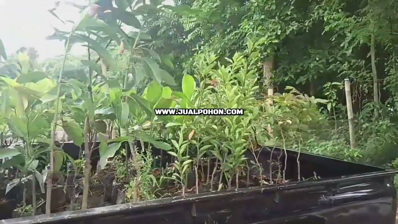Cuma di Sini! Bibit Mangga Chokanan Berkualitas Super! (Proses Kirim)
