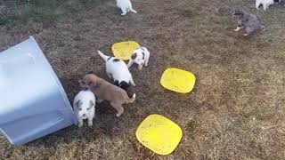 Great pyrenees Australian shepherd mix