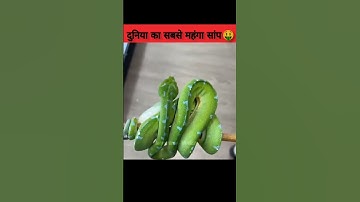 The Green Tree Python || दुनिया का सबसे खूबसूरत सांप || Important Notice💡#shorts #viral #trending