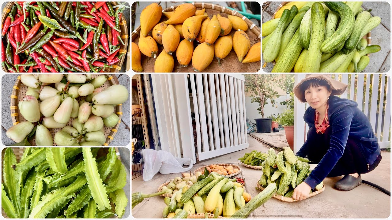 Bội Thu Hoạch Mận Vú Bò, Lê Ki Ma, Đậu Rồng, Dưa Leo Hàn Quốc,Khổ Qua Và Ớt Chỉ Thiên