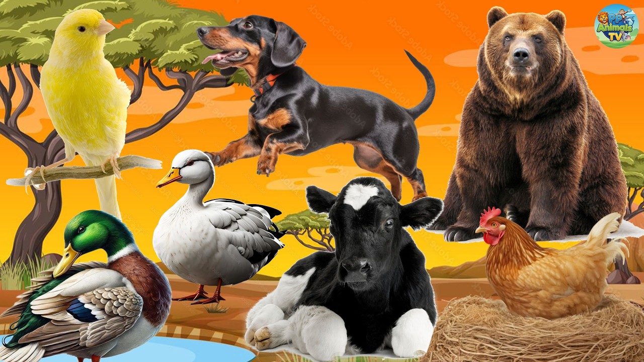 Cute Little Animals - Cow, Dog, Duck, Bird, Bear, Chicken - Animal Sounds
