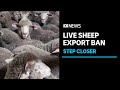 Plans to ban export of live sheep from australia  abc news