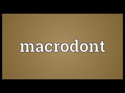 Header of macrodont