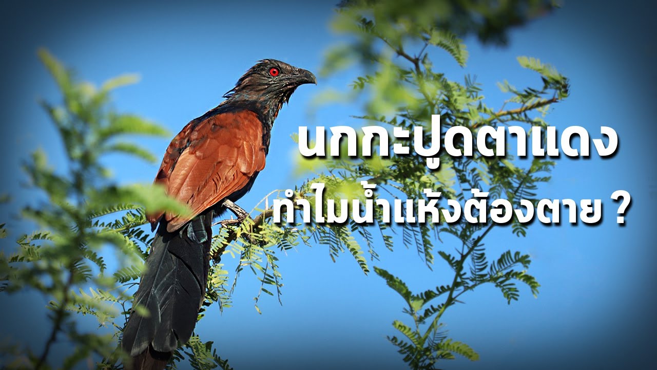 นานาสาระ ตอน นกกะปูดตาแดง ทำไมน้ำแห้งต้องตาย?