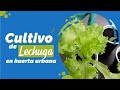 🥬 Cultivo de Lechuga en huerta urbana 💚 Tutorial con la Señora Gloria🟢