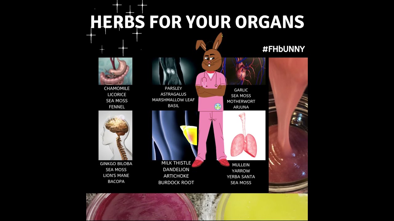 Herbs for Your Organs
