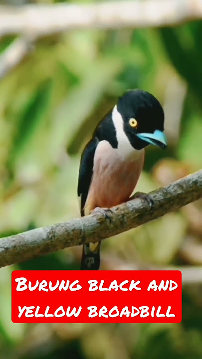 burung unik buat masteran#burungkicau #shorts
