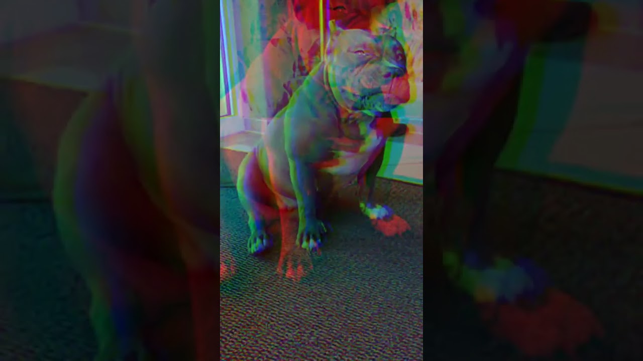 Mazal American Bully Short View 6sec 