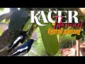 kacer gacor NGEPLONG tarung ini paling ampuh buat PANCINGAN KACER agar EMOSI