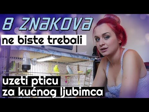 Video: Koju Je Papigu Najbolje Kupiti