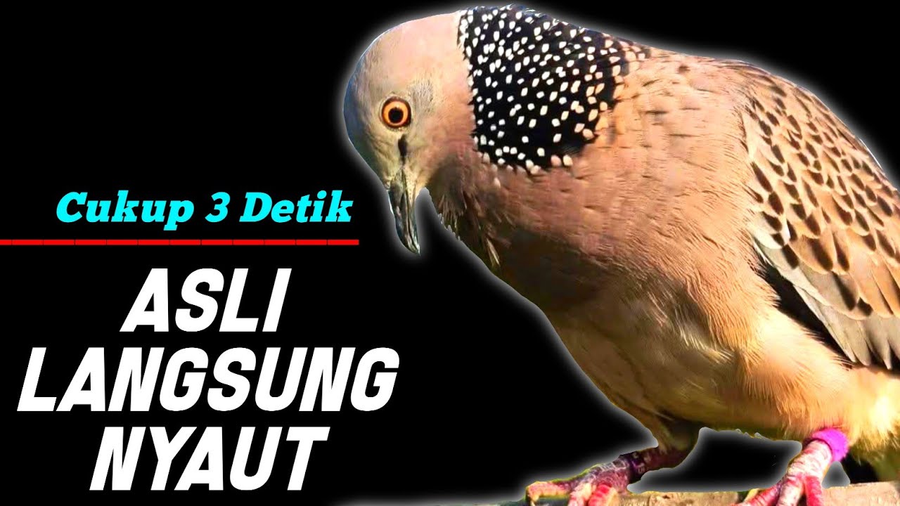 Suara Burung Tekukur Gacor Paling Ampuh Untuk Pikat Memanggil Temanya