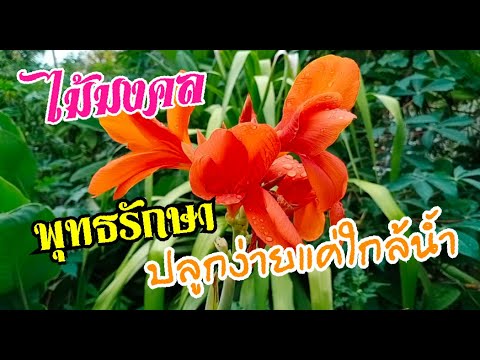 วีดีโอ: ทำไม Canna Lily ถึงไม่บาน: สาเหตุที่ไม่มีดอกไม้บนต้นพุทธรักษา