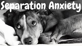 11 Potential Signs Your Dog Has Separation Anxiety by Dogs of YouTube 46 views 1 year ago 5 minutes, 18 seconds