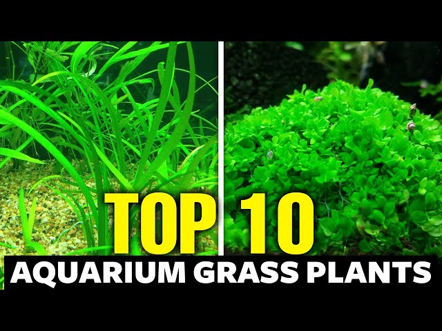 Top 10 Aquarium Grass Plants 