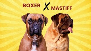 Boxer Mastiff Mix: Loyal Guardian or Gentle Giant?
