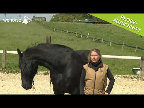 Natural Horsemanship verstehen: Freies Spielen – vorbereitende Übungen | Jenny Wild & Peer Claßen