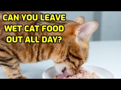 Vivid How Long Can Cat Food Sit Out Image Digital Art Vivid How Long Can Cat Food Sit Out Image Digital Art