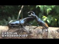 カブトVSクワガタ　Rhino beetle VS Stag beetle Part1