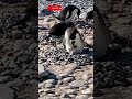 Penguin بطريق ياكل صغير جميل Shorts