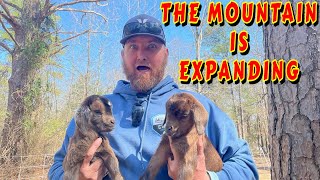 BIG CHANGES ON C'MON MOUNTAIN |tiny house, homesteading, off-grid cabin build, DIY HOW TO baby goats by C'mon Homesteading 17,950 views 2 months ago 24 minutes