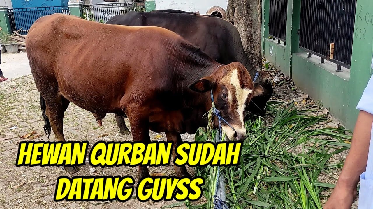 HEWAN QURBAN SUDAH DATANG GUYSS