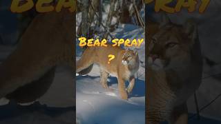 Famous Will Bear Spray Work On Mountain Lions? Counter Assault? Net Worth