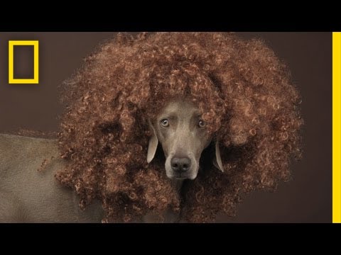 Video: William Wegman