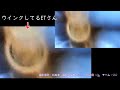 2025.03.18 配信 第192回目 2025. 01. 102「飛行機はUFO~その121」鶴ロゴUFO機、ティーウェイUFO機、#異次元 、#オーブ、#UFO、#発光体、#北海道、