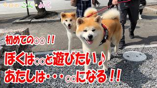 初めての○○！！「ぼくは○○と遊びたい♪ あたしは･･･○○になる！！」　今日のごん・みく　秋田犬【ごん・みく チャンネル】