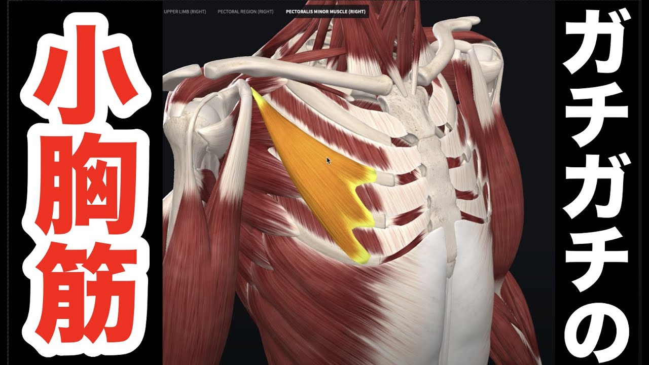 ガチガチの””小胸筋””を一撃でユルユルにする最高の筋膜リリーステクニック！【腰痛 治し方 ストレッチ】How to loosen the pectoralis minor