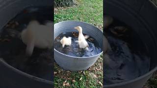 Baby duck enjoy bathing #shorts #duck #youtubeshorts