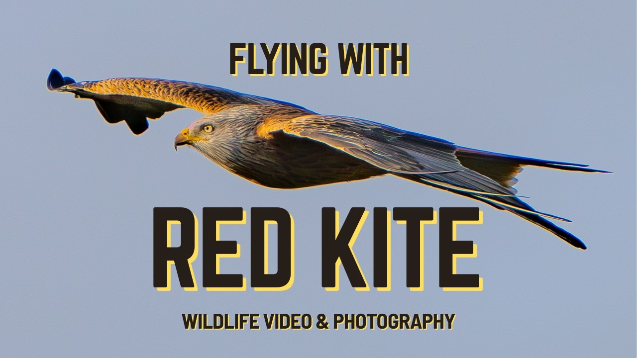 Flying with Red Kites