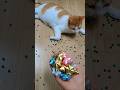 뭉치스타#reversevideo#marblerunandmore#cat#catvideos#reverse